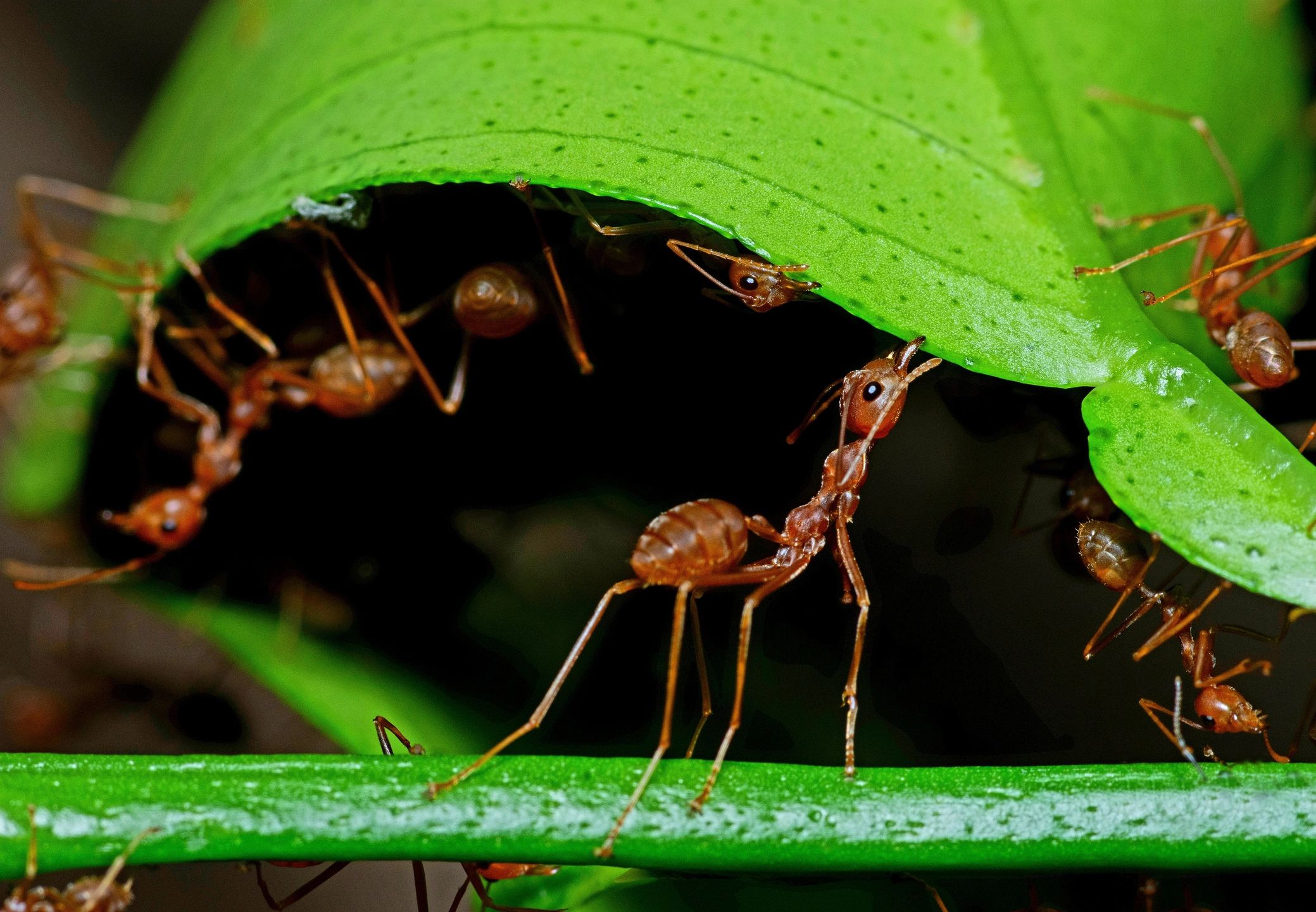 Close-up of ants