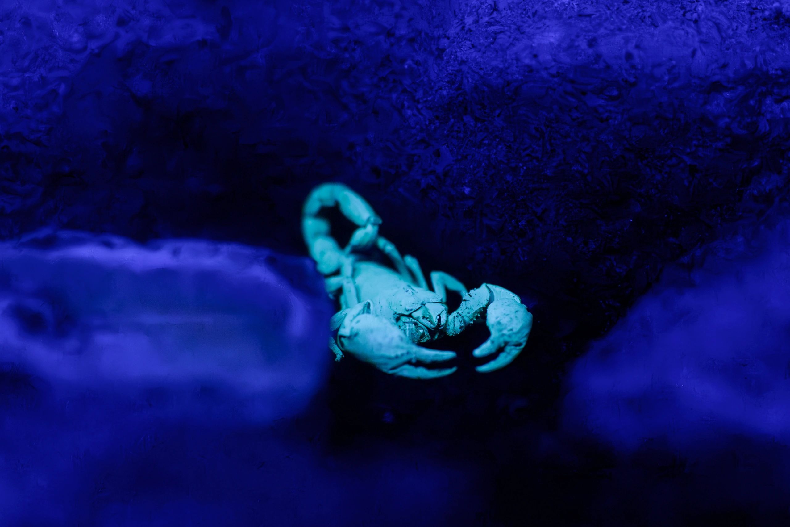 Glowing scorpion under ultraviolet light