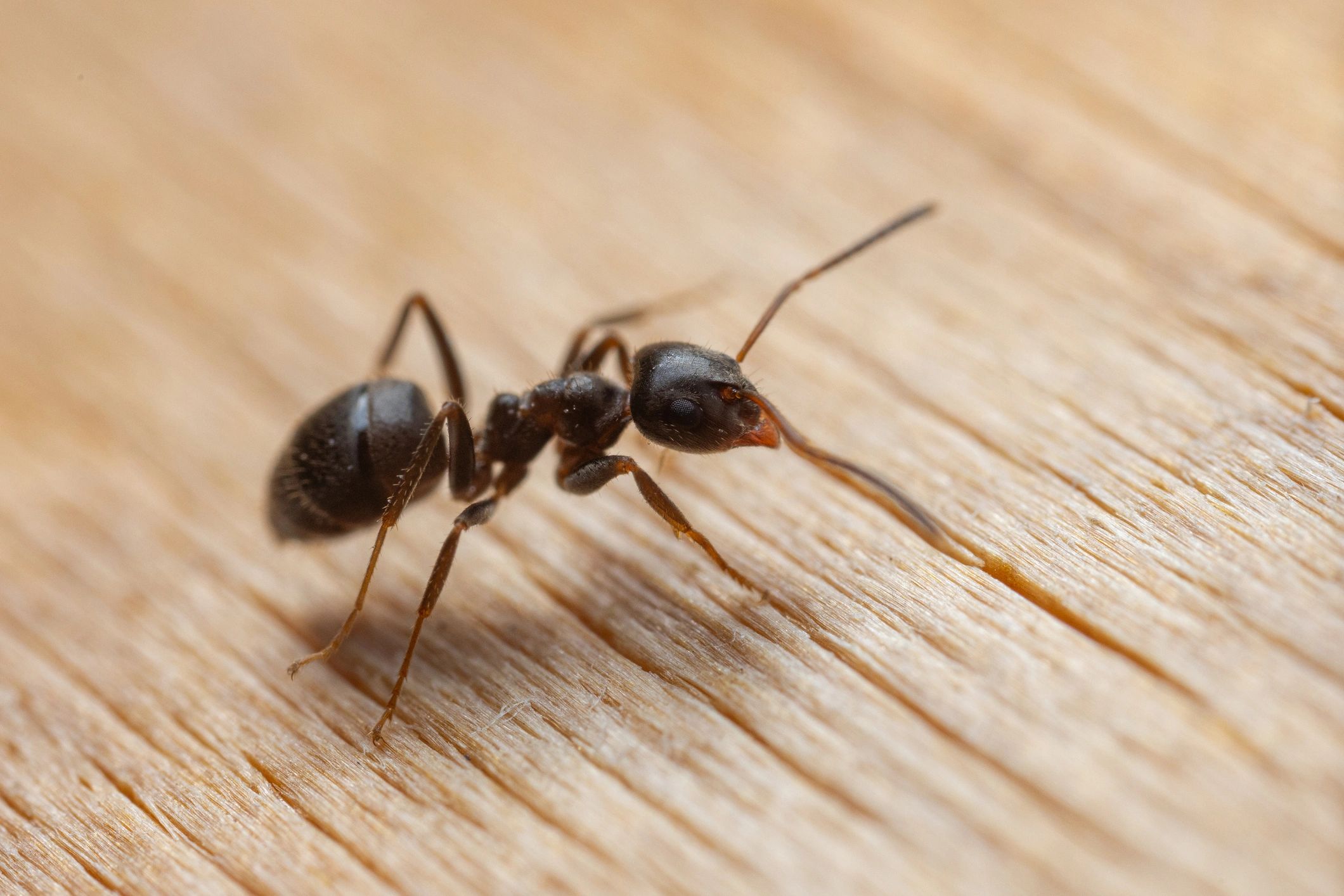 Close-up of an ant on a wood surface
