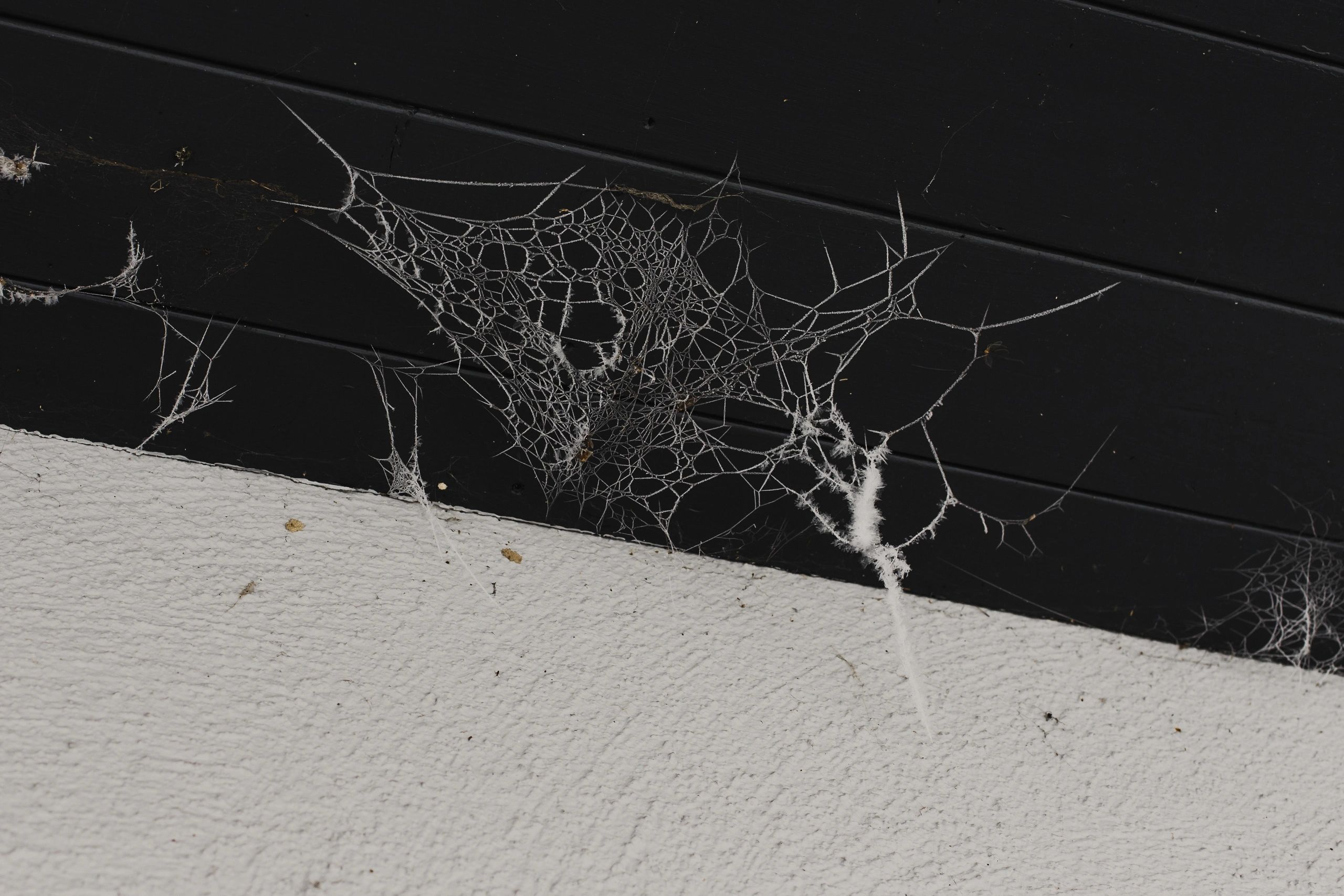 Spider web in a building corner